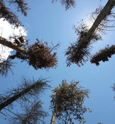 Looking up into pine trees infested with pine beetles at Fraser Experimental Forest. Looking up into pine trees infested with pine beetles at Fraser Experimental Forest.
